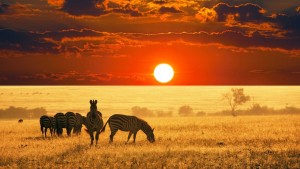 Zebras-in-Sunset-Beautiful-LAndscape-Photography-Wallpaper